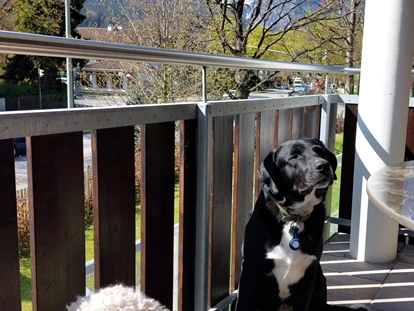 Hundehotel - Doggies: 3 Doggies - Deluxe-Terasse - Bader Suites