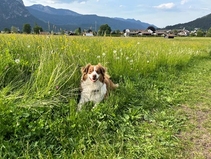 Hundehotel - Doggies: 3 Doggies - In Der Natur - Bader Suites