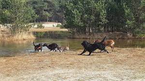 Hof Van Eerde | Hotel Für Den Urlaub Mit Hund In Veghel