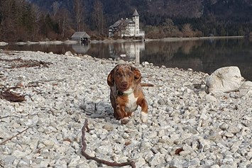 Ferienhaus mit Hund: Ferienwohnungen Bergpanorama 