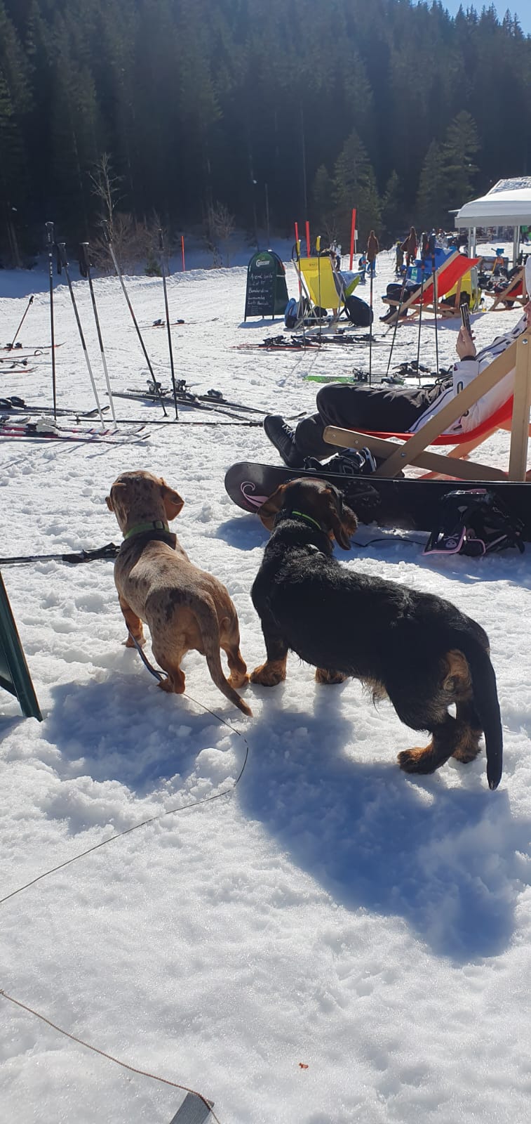 Ferienhaus mit Hund: Ferienwohnungen Bergpanorama 