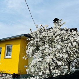 Ferienhaus mit Hund: Frühling - Ferienhaus Sausalblick 
