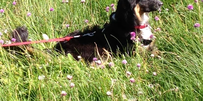 Hundehotel - Unterkunftsart: Einzelhaus - unser Elvis - immer dabei - Ferienhaus Sausalblick