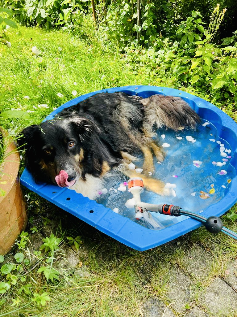 Ferienhaus mit Hund: Elvis beim Baden - Ferienhaus Sausalblick 