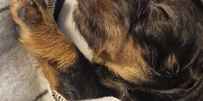 Hundehotel - Doggies: 3 Doggies - Hundewelpe - Henriette Stadthotel Vienna