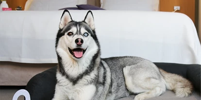 Hundehotel - Doggies: 3 Doggies - Husky im Hundebett - Henriette Stadthotel Vienna