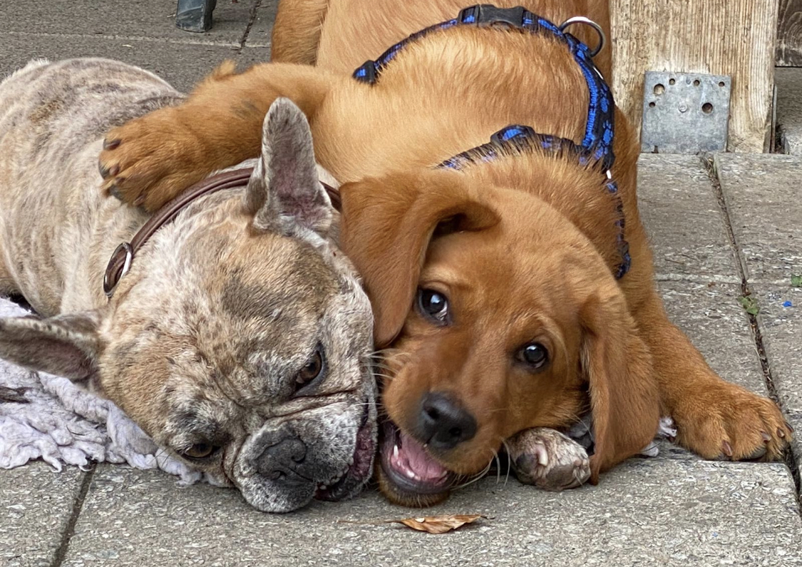 Urlaub-mit-Hund: Zeit zum spielen. Freundschaften knüpfen.  - Valavier Aktivresort 