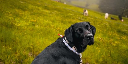 Hundehotel - Hallenbad - Mittelberg (Mittelberg) - Unsere Vierbeinigen Gäste. Bergwelt genießen bei jedem Wetter. :-)  - Valavier Aktivresort