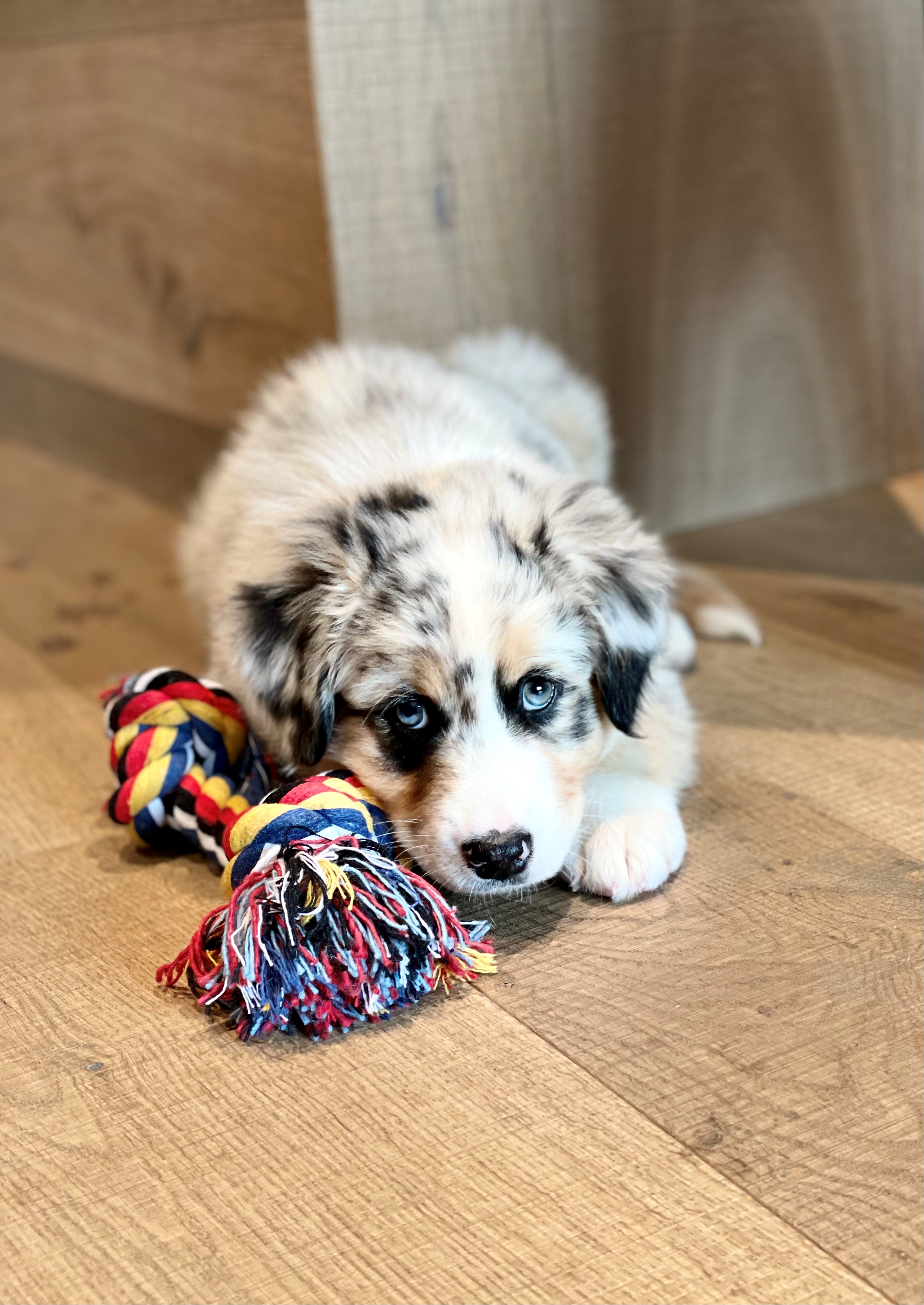 Urlaub-mit-Hund: Hotel Landhof