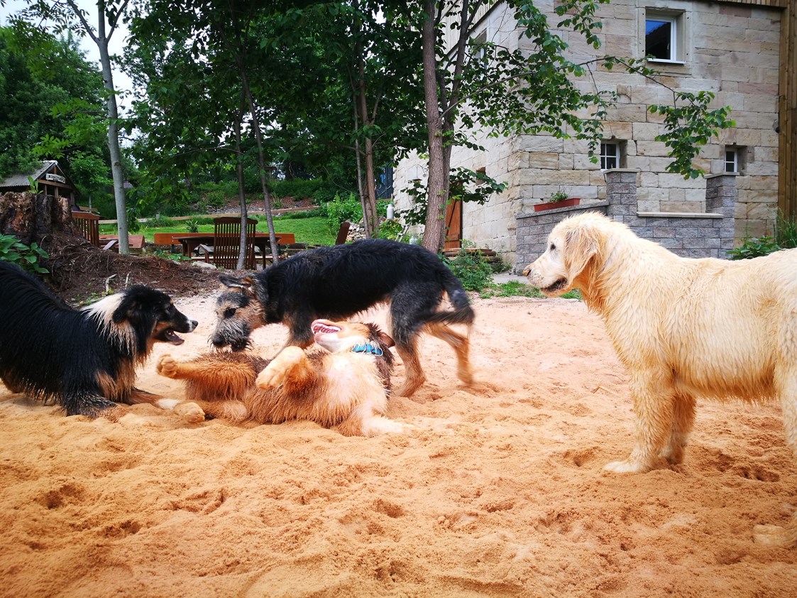 Ferienhaus mit Hund: Sandbuddelplatz - Lienlasmühle