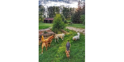 Hundehotel - Mikrowelle - Ostbayern - über 8000 qm mit 160 - 180 cm hohen Doppelstabmatten und Untergrabschutz - Lienlasmühle