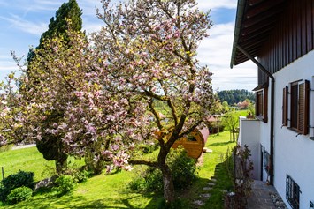 Ferienhaus mit Hund: Magnolienblüte im Frühjahr - Ferienhaus "Traudl"