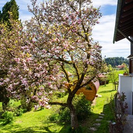 Ferienhaus mit Hund: Magnolienblüte im Frühjahr - Ferienhaus "Traudl"