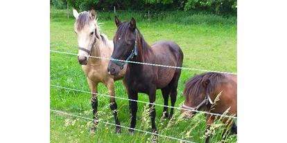 Hundehotel - Wäschewechsel - Jungholz - zum streicheln und zum Reiten in der Umgebung bei Freunden - GRAND APARTMENT ALLGAEU . max 12 Pers 130 qm Ferienhaus FeWo Kinder Hunde 800 qm Garten eingezaeunt