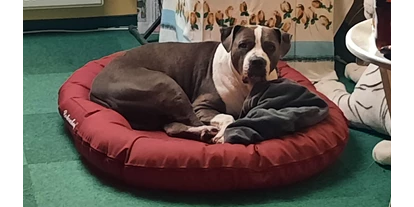 Hundehotel - Wäschewechsel - Jungholz - HUNDE - Wohlbefinden 100% garantiert ! Versprochen ! - GRAND APARTMENT ALLGAEU . max 12 Pers 130 qm Ferienhaus FeWo Kinder Hunde 800 qm Garten eingezaeunt