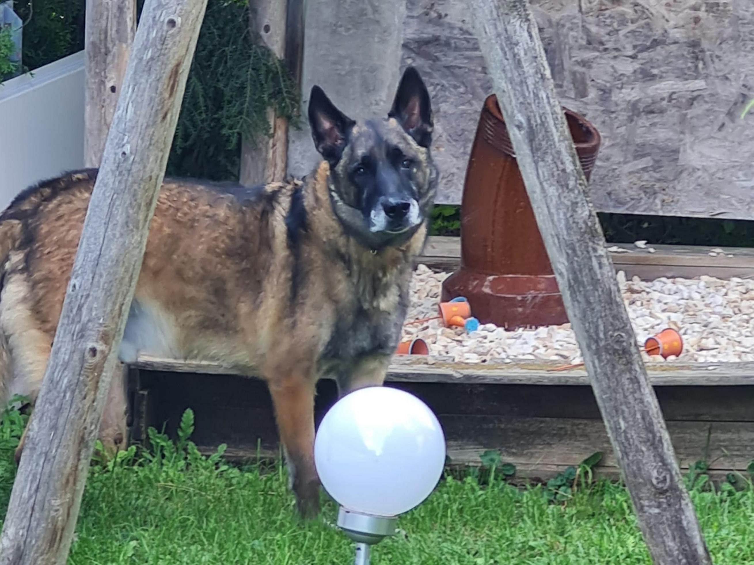 Ferienhaus mit Hund: GRAND APARTMENT ALLGAEU . max 12 Pers 130 qm Ferienhaus FeWo Kinder Hunde 800 qm Garten eingezaeunt