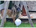 Ferienhaus mit Hund: GRAND APARTMENT ALLGAEU . max 12 Pers 130 qm Ferienhaus FeWo Kinder Hunde 800 qm Garten eingezaeunt