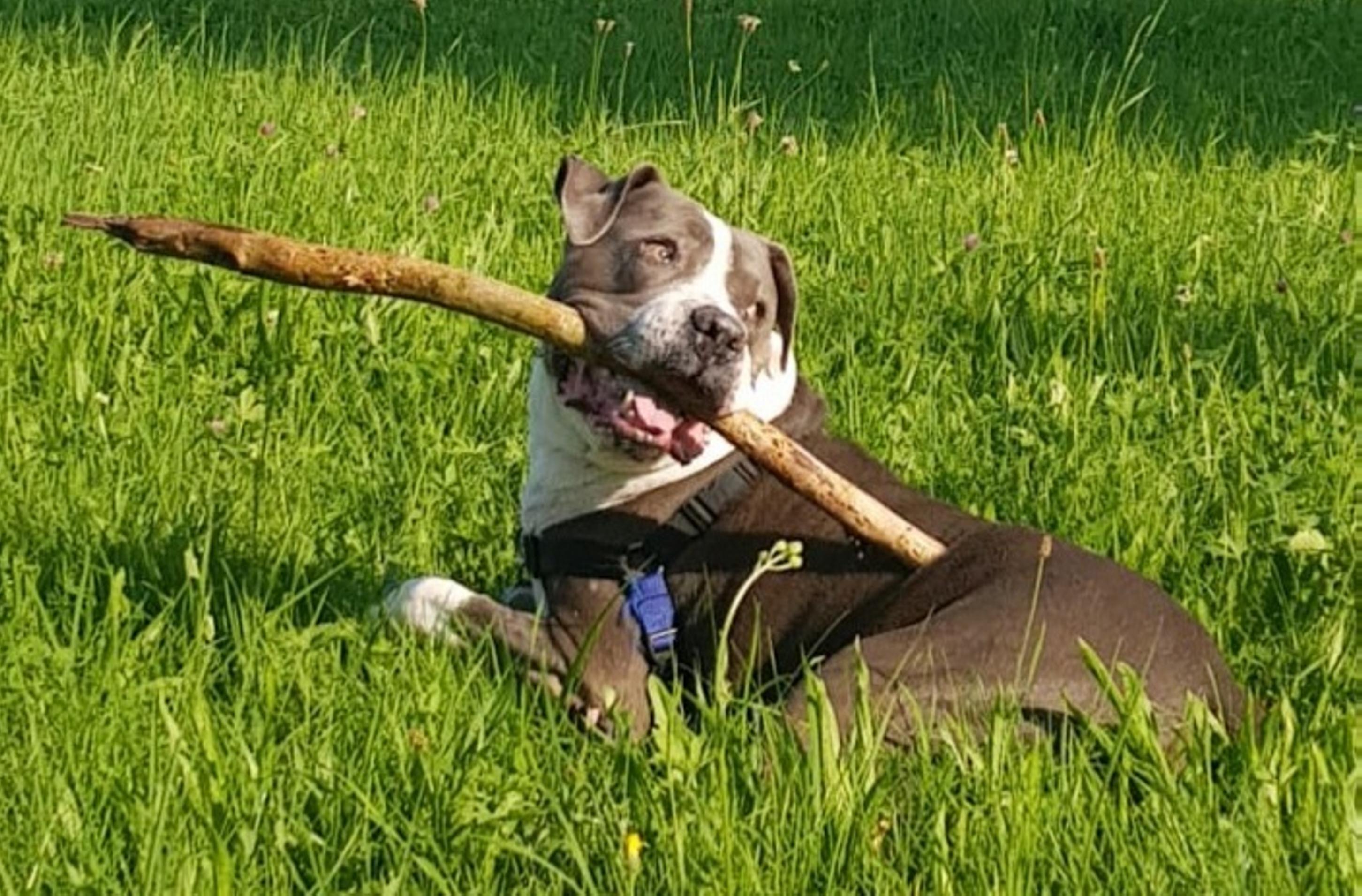 Ferienhaus mit Hund: Totale Entspannung in freier Natur mit Wiesen, Wälder und Flüssen - GRAND APARTMENT ALLGAEU . max 12 Pers 130 qm Ferienhaus FeWo Kinder Hunde 800 qm Garten eingezaeunt