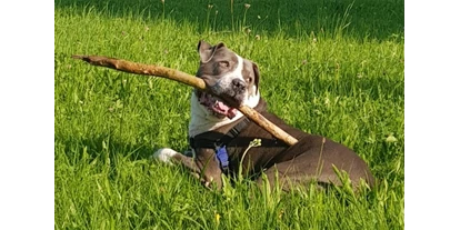 Hundehotel - Wäschewechsel - Jungholz - Totale Entspannung in freier Natur mit Wiesen, Wälder und Flüssen - GRAND APARTMENT ALLGAEU . max 12 Pers 130 qm Ferienhaus FeWo Kinder Hunde 800 qm Garten eingezaeunt