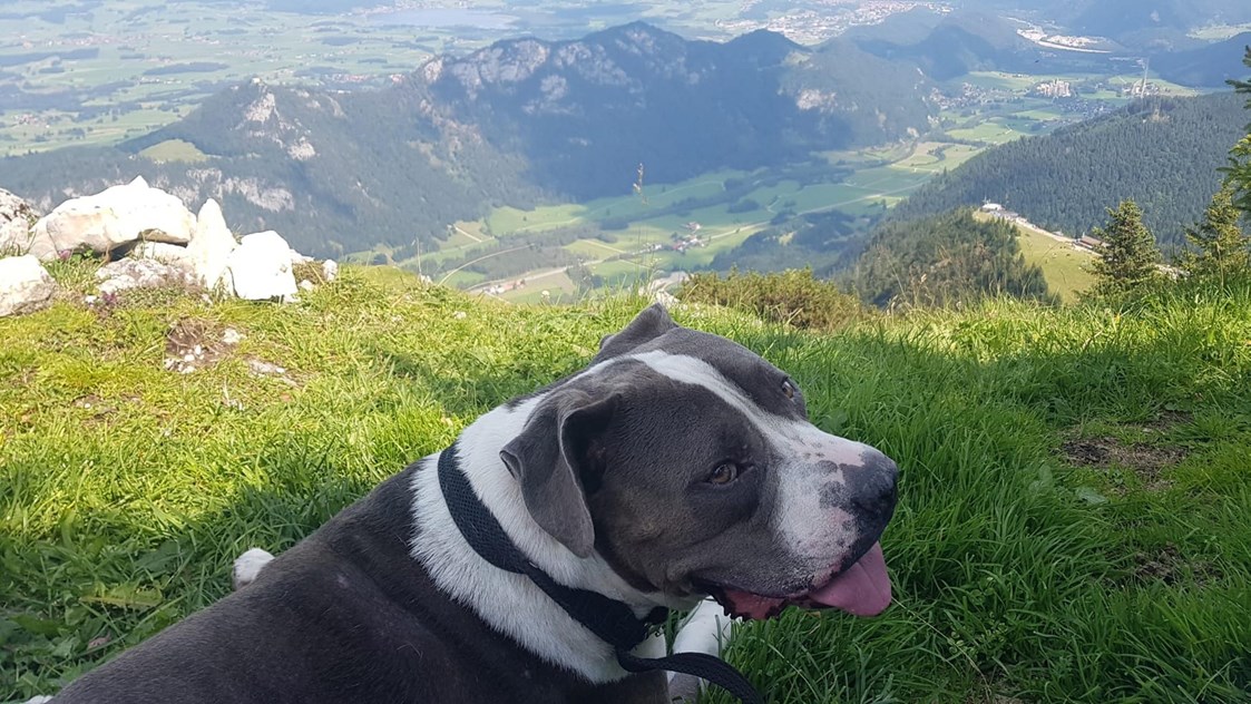 Urlaub-mit-Hund: GRAND APARTMENT ALLGAEU