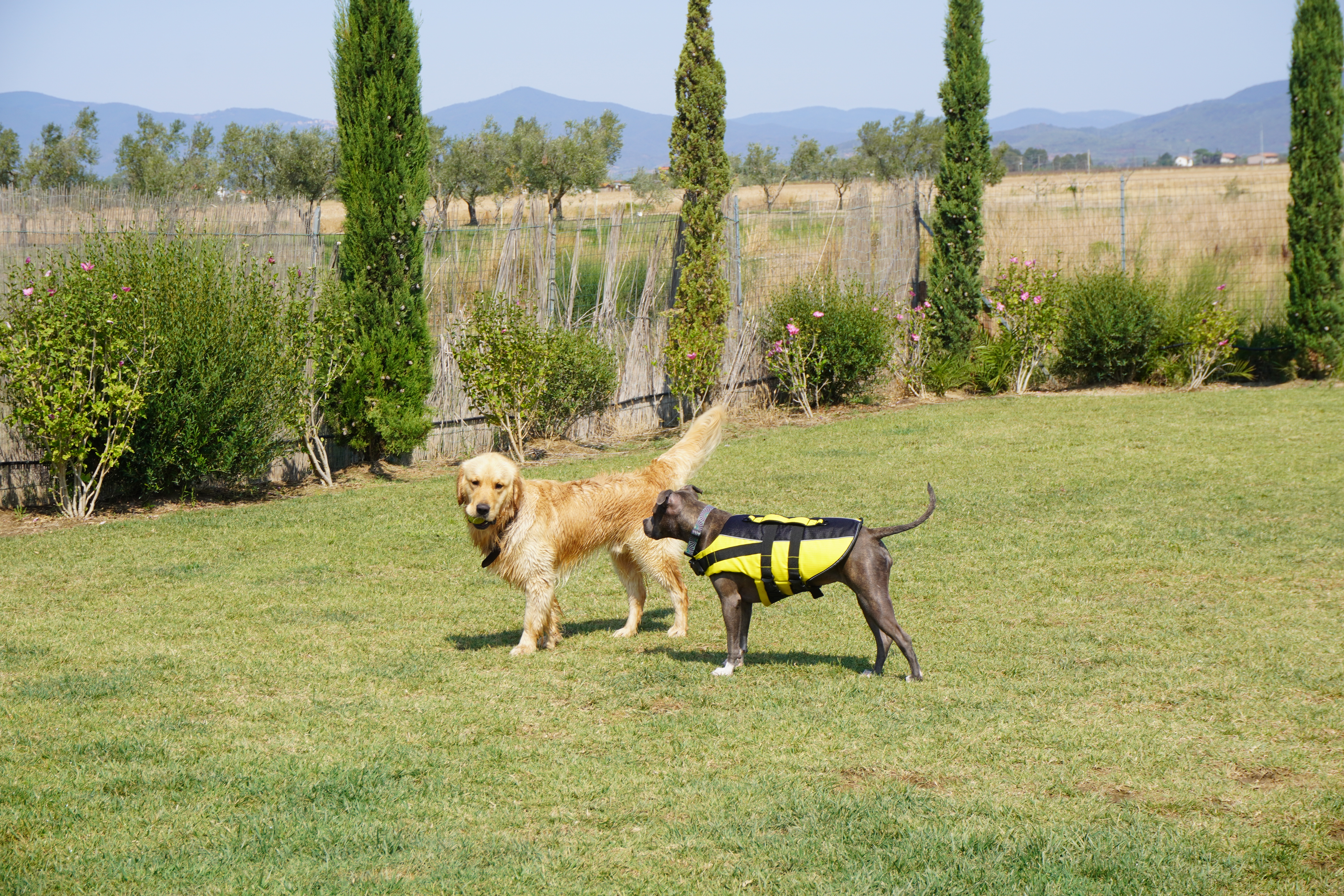 Urlaub-mit-Hund: Fattoria Maremmana