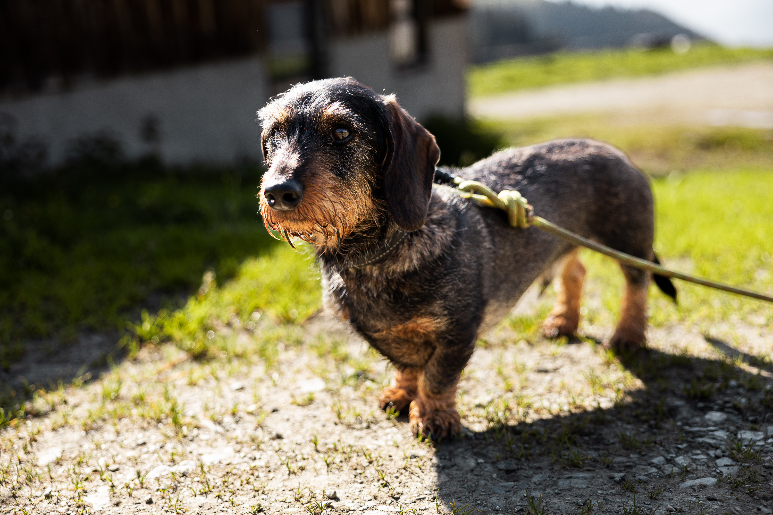 Urlaub-mit-Hund: Das Bramberg | Wildkogel Resorts