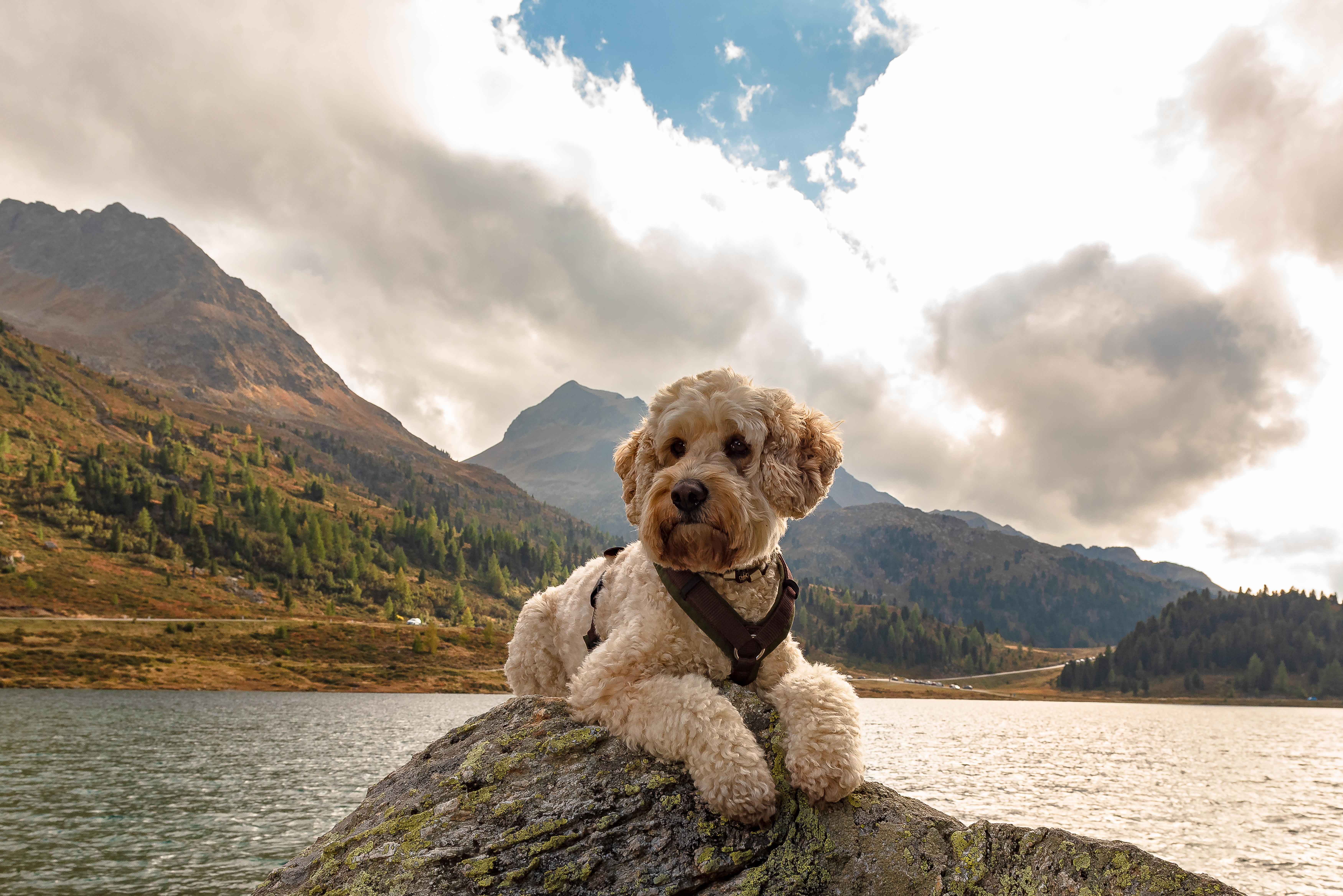 Urlaub-mit-Hund: Relax und Vitalhotel Adler  - Urlaub mit Hund