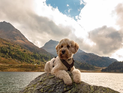Hundehotel - Trink-/Fressnapf: an der Rezeption - Schruns - Relax und Vitalhotel Adler