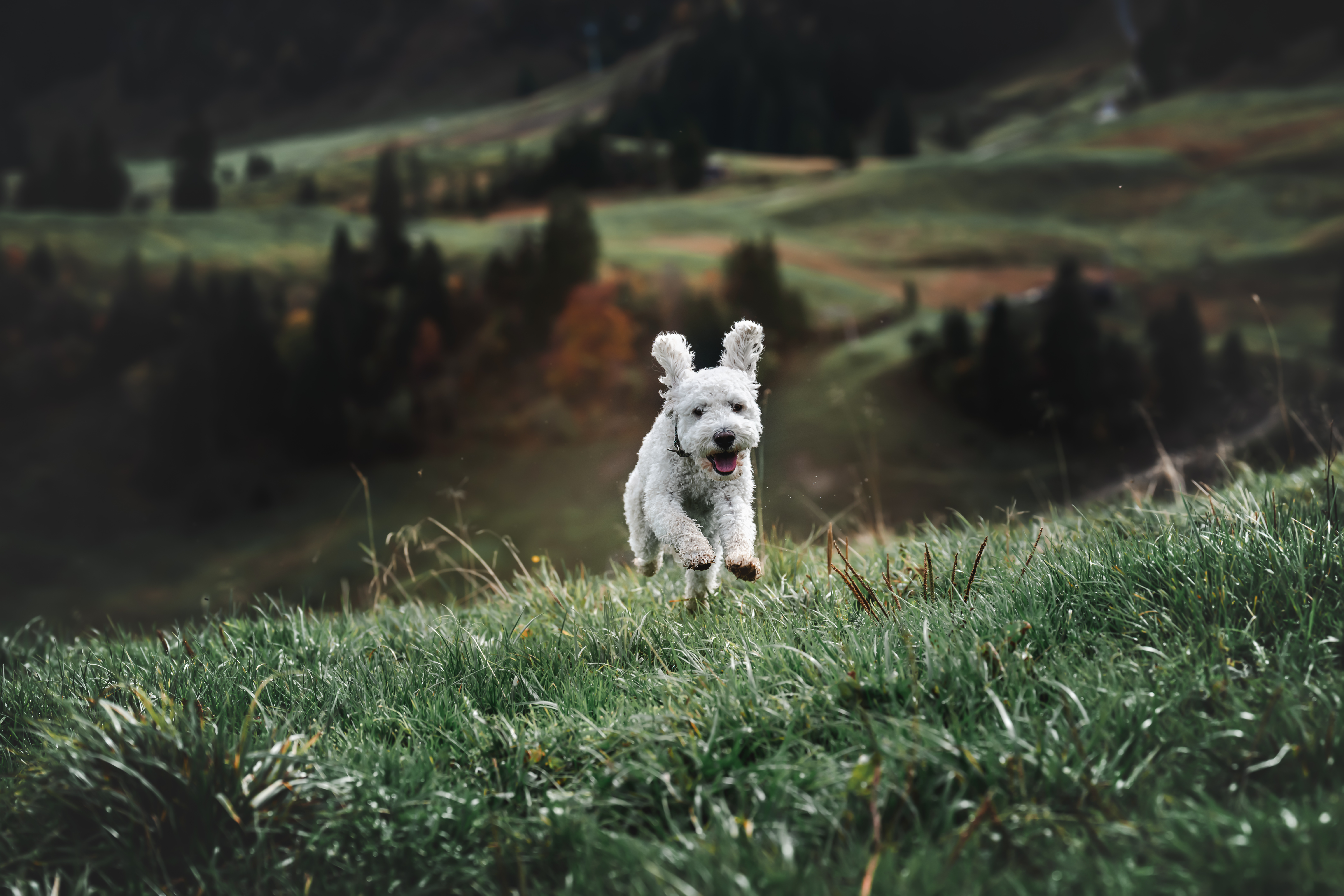 Urlaub-mit-Hund: Relax und Vitalhotel Adler  - Urlaub mit Hund