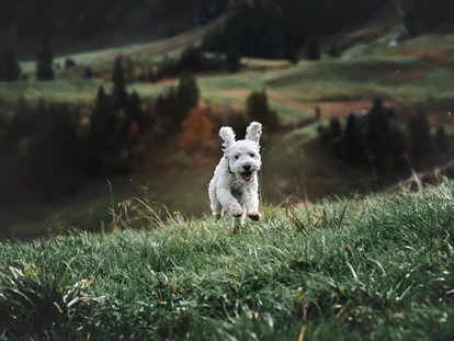 Hundehotel - Trink-/Fressnapf: an der Rezeption - Schruns - Relax und Vitalhotel Adler