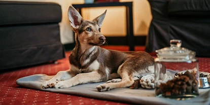 Hundehotel - Unterkunftsart: Hotel - Baden (Baden) - Hotel Karl-Wirt