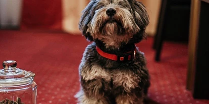 Hundehotel - Unterkunftsart: Hotel - Baden (Baden) - Hotel Karl-Wirt
