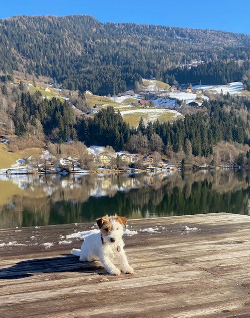 Hundehotel - Kärnten - Strandhotel Burgstaller