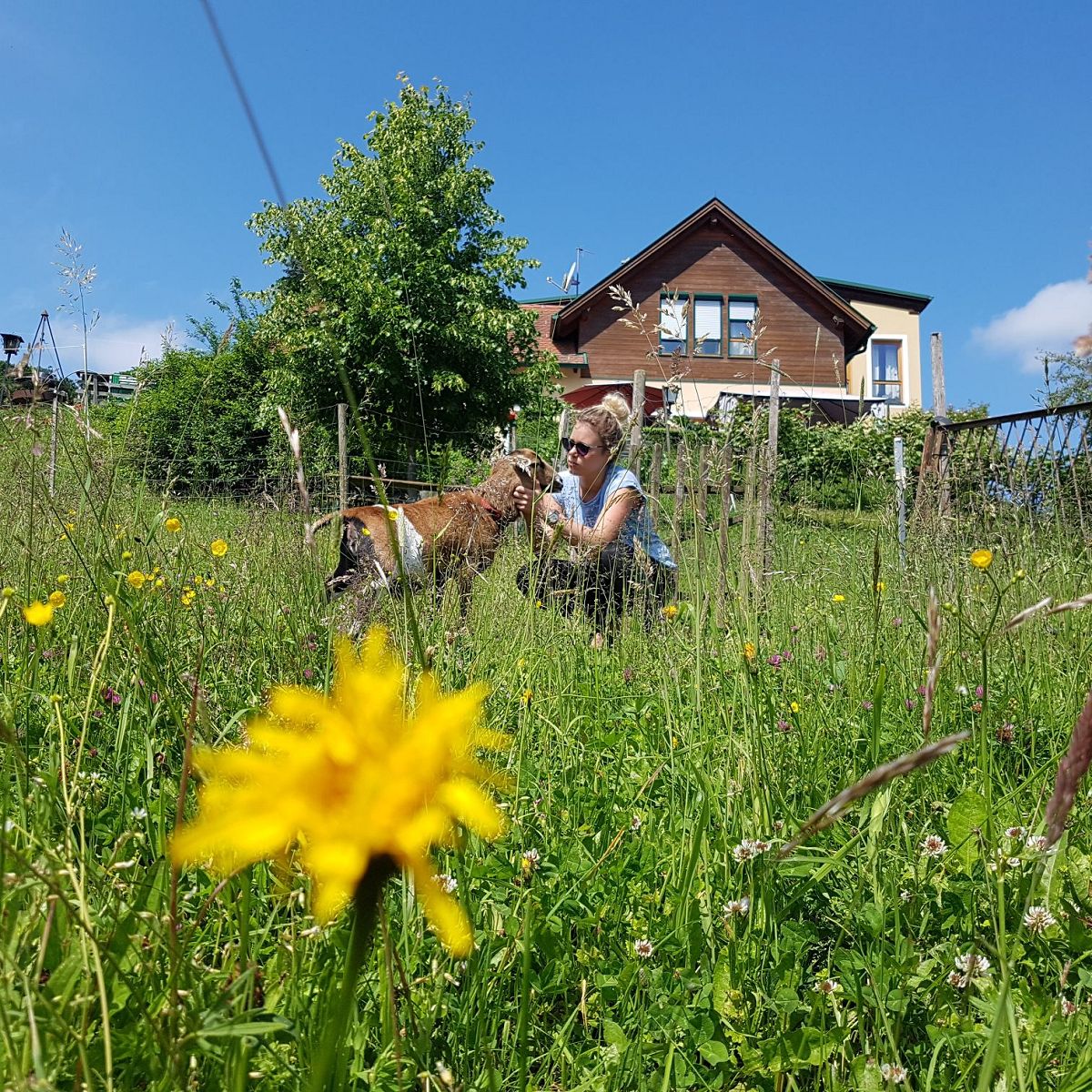 Hundehotel - Preisniveau: günstig - Wir lieben Tiere! Daher haben wir auch einen ehemaligen Bauernhof umgebaut und haben selbst noch jede Menge Tiere - Streichelzoo - FerienAPPARTEMENTS Landhaus FühlDichWohl