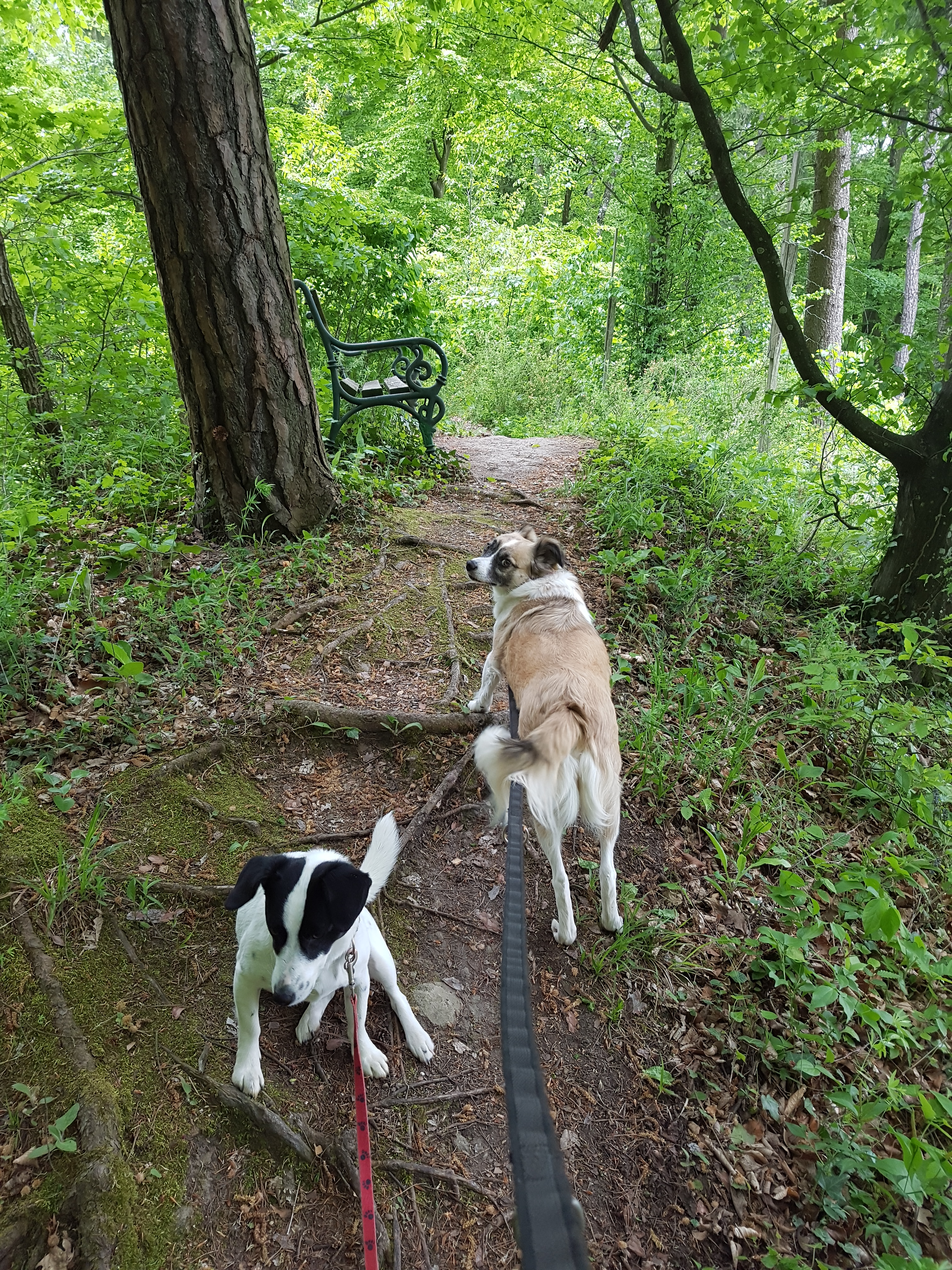 Urlaub-mit-Hund: Spazierwege in den nahen Wald/ab Haus  - FerienAPPARTEMENTS Landhaus FühlDichWohl - Urlaub mit Hund