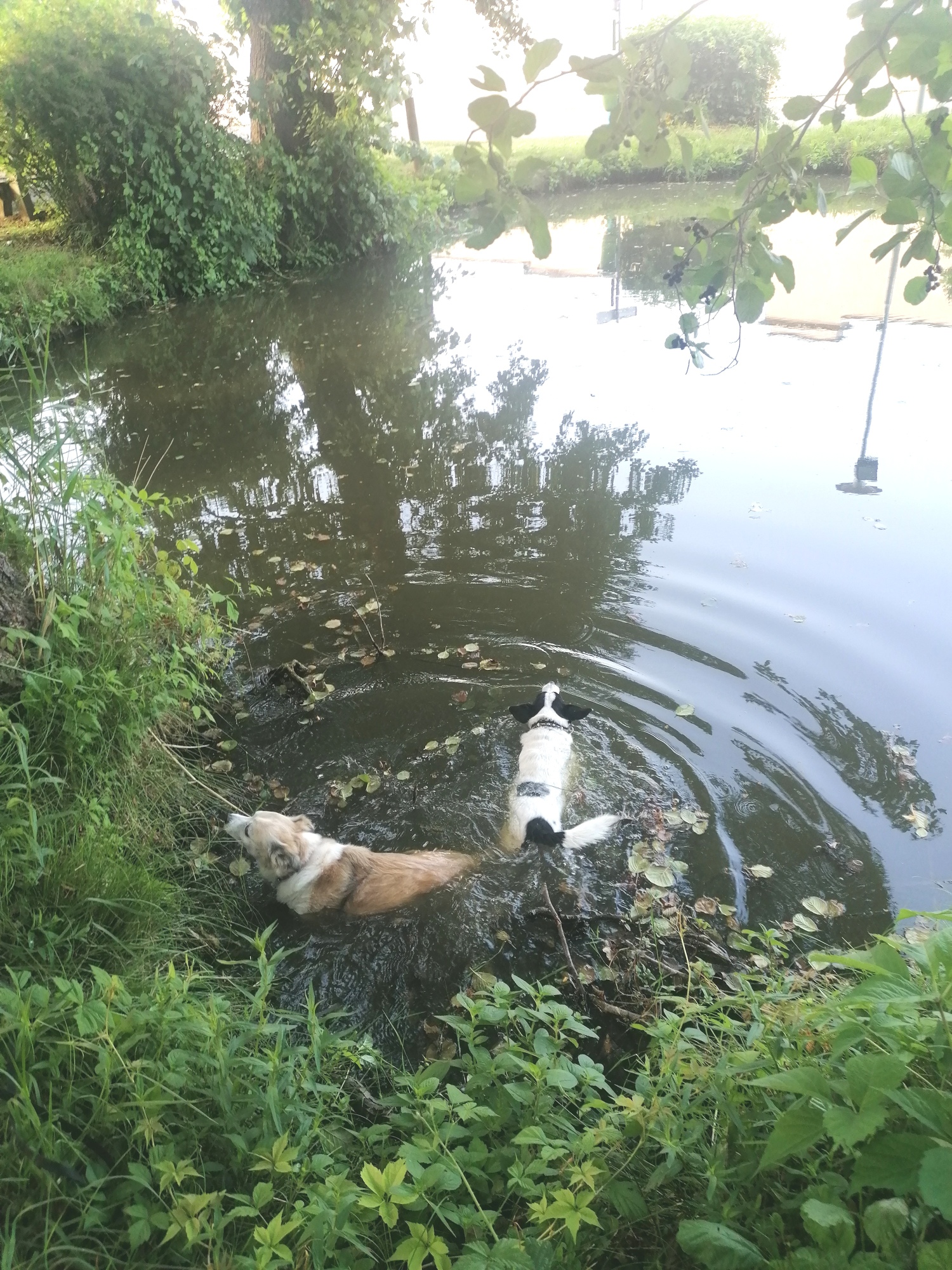 Urlaub-mit-Hund: Baden im kleinen Stadtteich/Biotop - FerienAPPARTEMENTS Landhaus FühlDichWohl - Urlaub mit Hund