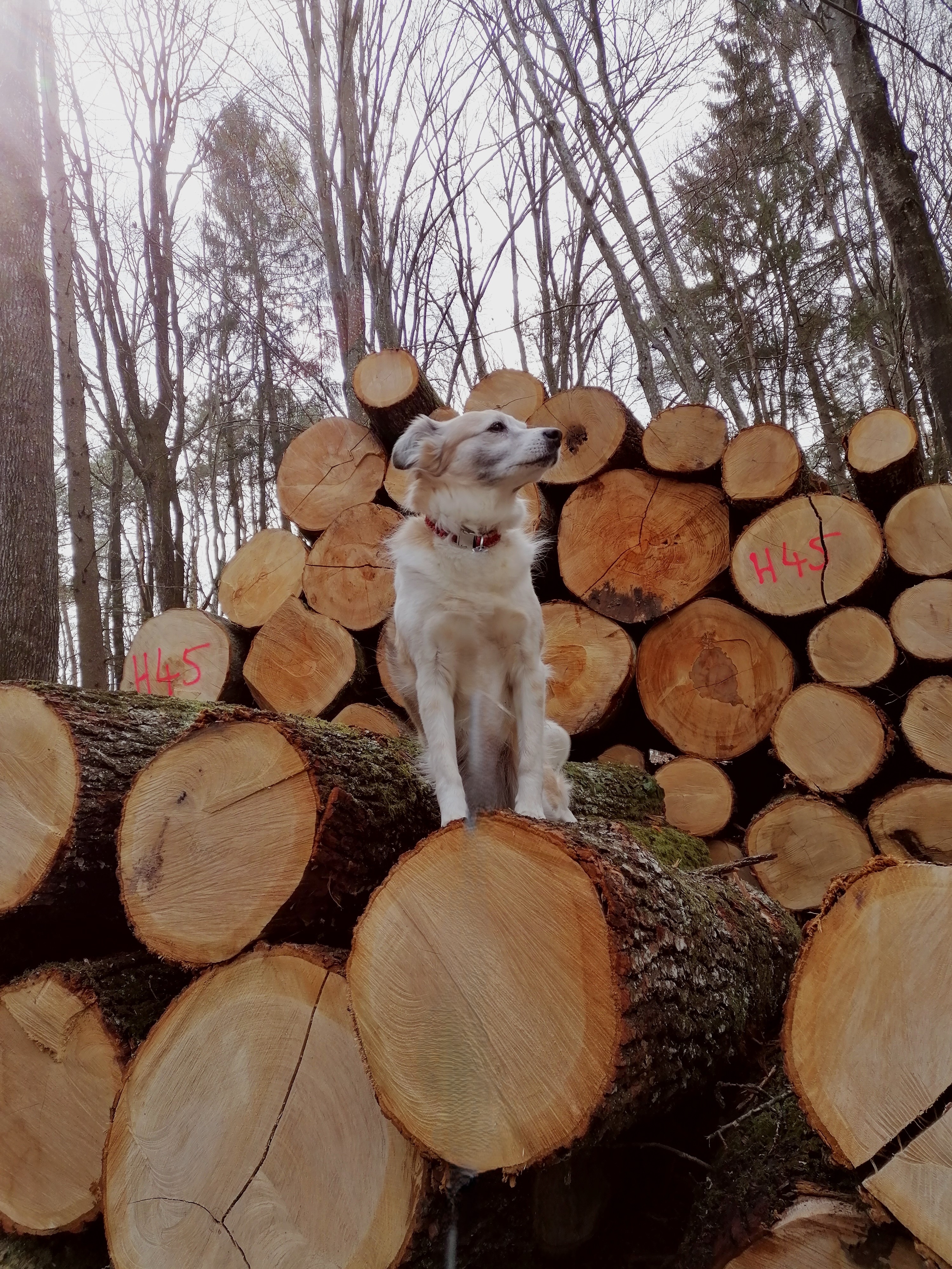 Urlaub-mit-Hund: Im nahen Wald - FerienAPPARTEMENTS Landhaus FühlDichWohl - Urlaub mit Hund