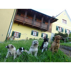 Urlaub-mit-Hund: ob groß-ob klein - bei uns darf jeder Brave Wuffi rein! - Landhaus FühlDichWohl- Boutique Hotel