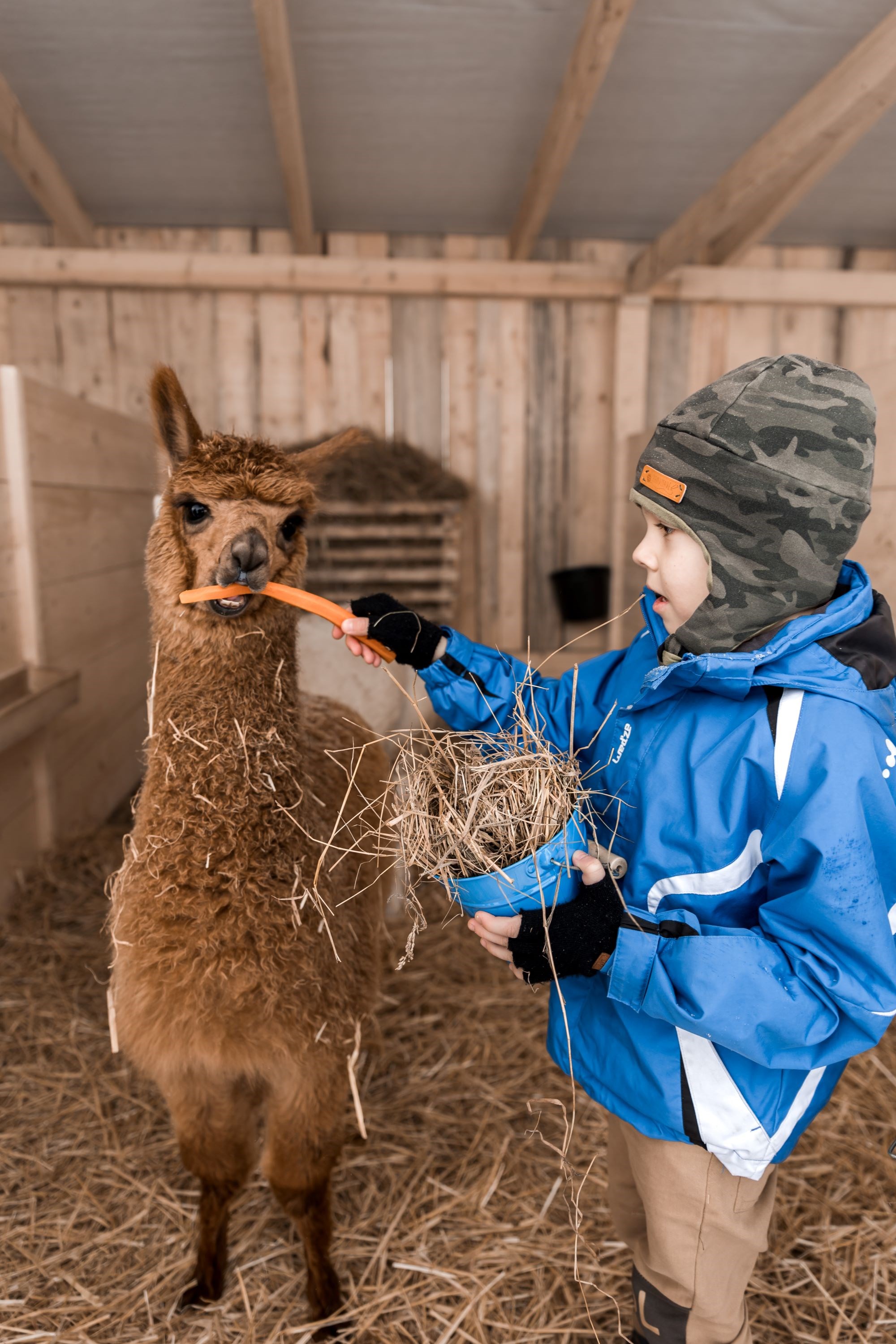 Urlaub-mit-Hund: Fütterung des Alpakas - Hotel Mercure Doslonce Raclawice Conference & Spa 4*