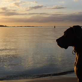 Urlaub-mit-Hund: Hauseigener Hundestrand - Halbinsel Peenemünde