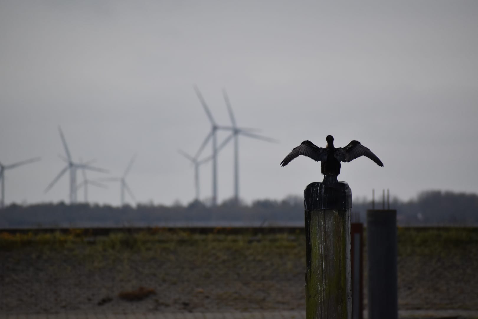 Urlaub-mit-Hund: Natur vor Ort - NordseeResort Hotel&Suite Arche Noah