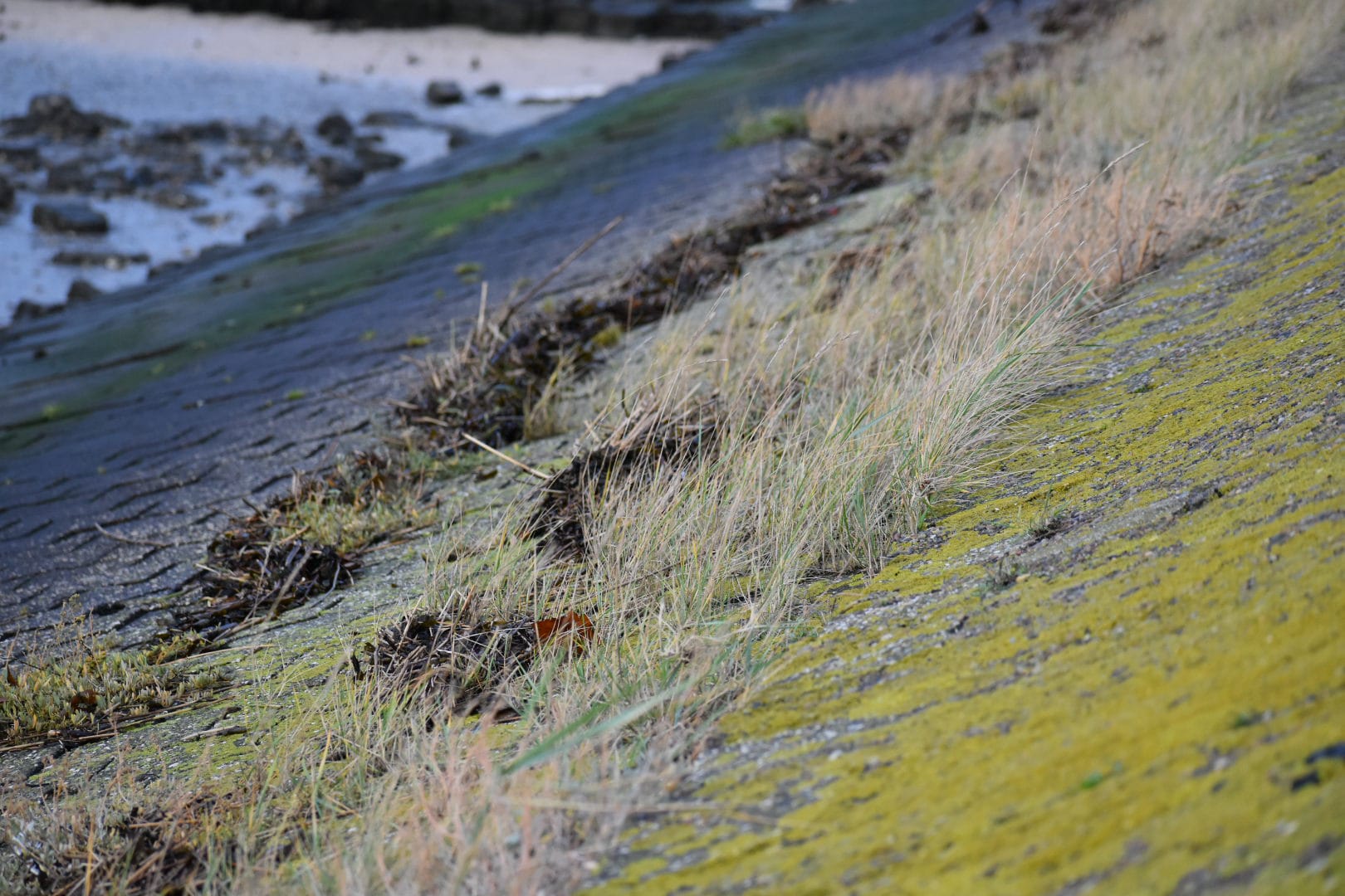 Urlaub-mit-Hund: Natur vor Ort - NordseeResort Hotel&Suite Arche Noah