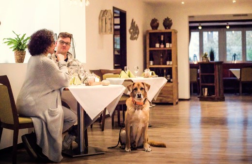 Hundehotel - Hundewiese: eingezäunt - Burgdorf (Region Hannover) - Hundefreundliche Gastronomie:  - Bernsteinsee Hotel & Ferien