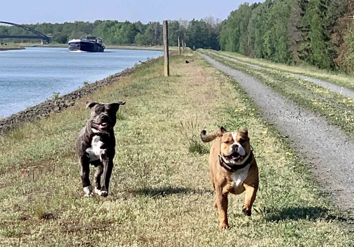 Urlaub-mit-Hund: Perfekt für Hund & Mensch: die fast endlosen Wege am Elbe-Seitenkanal - Bernsteinsee Hotel & Ferien - Haus | Umgebung, Urlaub mit Hund