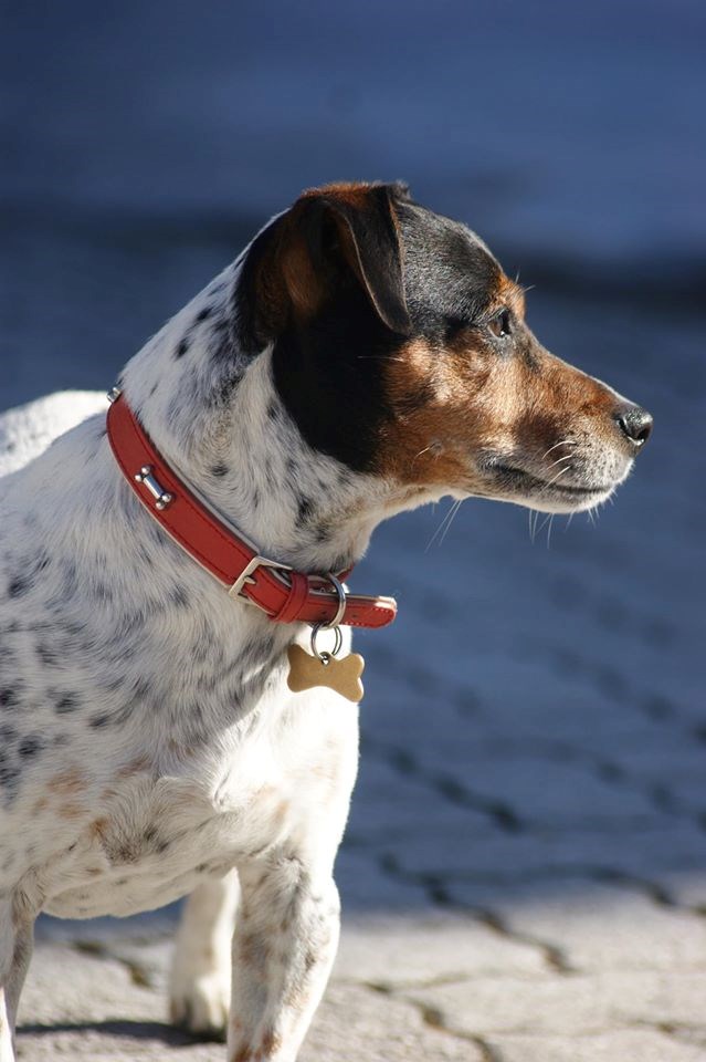 Schafhubers Landhotel Ausflüge mit Hund Trieffen-Wanderweg