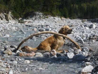 Hundehotel - WLAN - Berchtesgaden - Schafhubers Landhotel