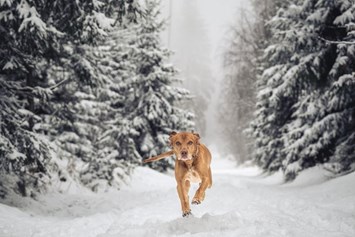 Ferienhaus mit Hund: Gasthund Jonny im winterlichen Fichtelgebirge - Das MUSSEA Landhaus Chalet & Scheunenloft