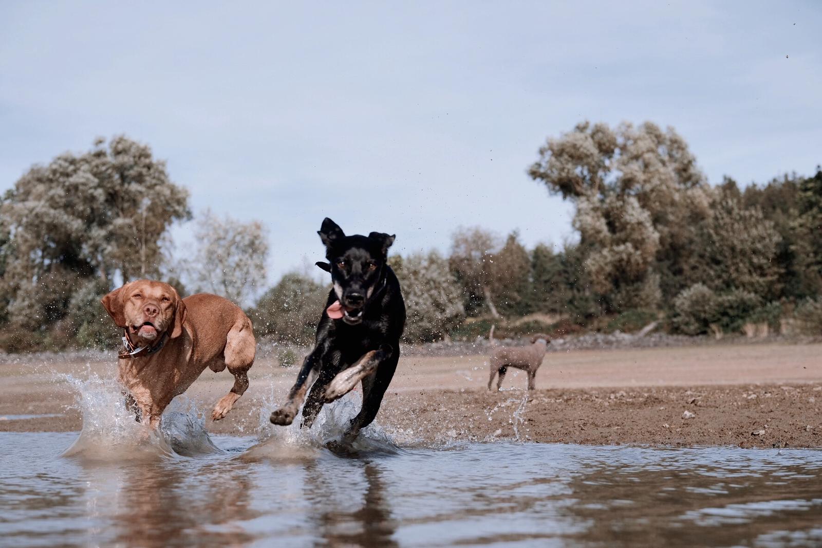 Ferienhaus mit Hund: Gasthunde Jonny & Elli beim Flitzen an der Förmitztalsperre - Das MUSSEA Landhaus Chalet & Scheunenloft