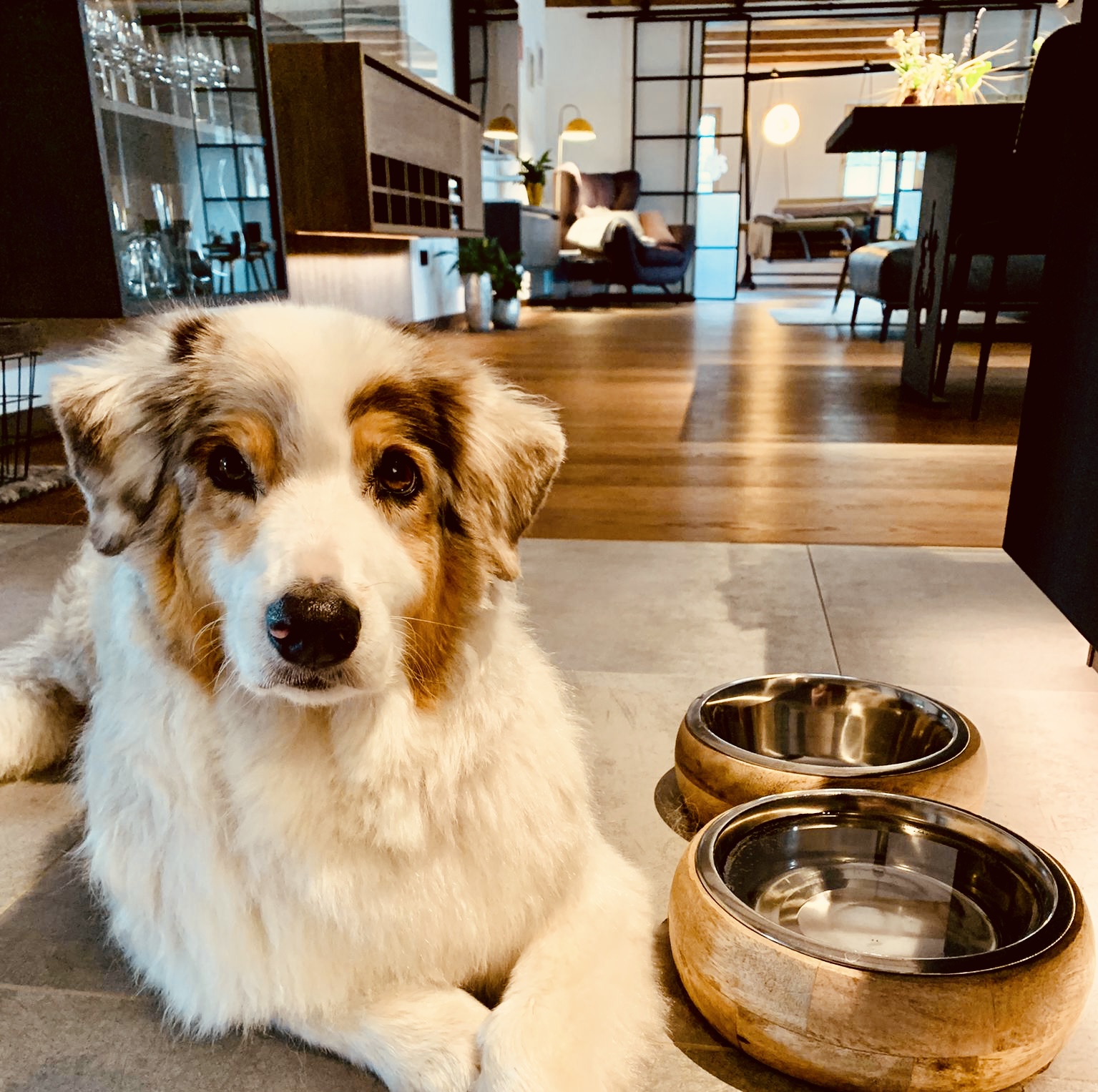 Urlaub-mit-Hund: Hunde sind bei uns absolut willkommen! - Das MUSSEA