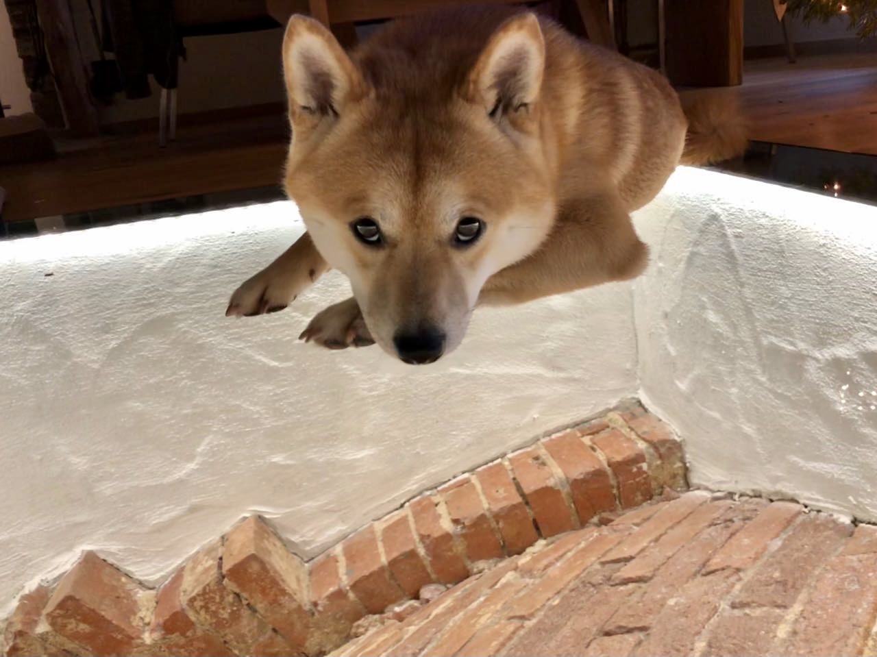 Urlaub-mit-Hund: LANDHAUS CHALET - Charly auf der begehbaren Gewölbekuppel - Das MUSSEA